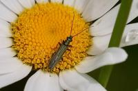 Oedemera