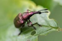 Rhynchites auratus