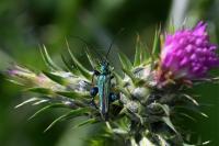 Oedemera nobilis