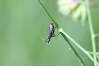 Malachius bipustulatus
