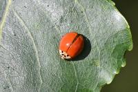 Harmonia axyridis