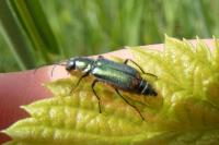 Malachius