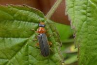 Cantharis lateralis