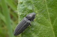 Cidnopus pilosus