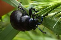 Timarcha goettingensis