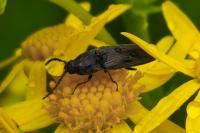 Cidnopus pilosus
