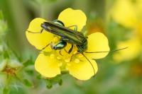 Oedemera nobilis