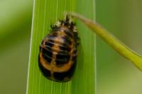 Harmonia axyridis