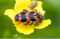 Trichodes alvearius