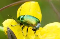Cryptocephalus