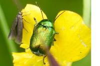Cryptocephalus