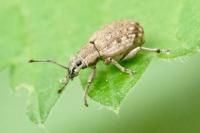 Peritelus sphaeroides