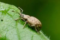 Peritelus sphaeroides