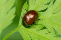 Chrysolina polita