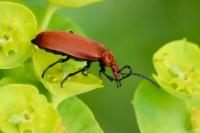 Pyrochroa serraticornis