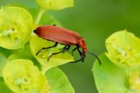 Pyrochroa serraticornis