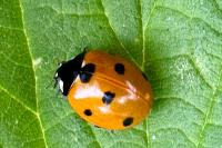 Coccinella septempunctata