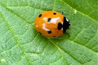 Coccinella septempunctata