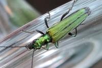Oedemera nobilis
