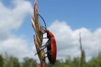 Pyrochroa serraticornis