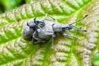 Peritelus sphaeroides