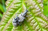 Peritelus sphaeroides