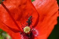 Oedemera nobilis