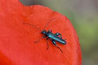 Oedemera nobilis