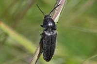 Cidnopus pilosus