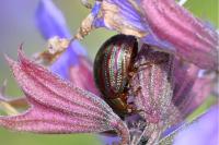 Chrysolina americana