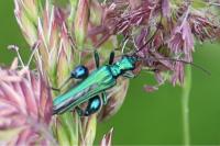 Oedemera nobilis