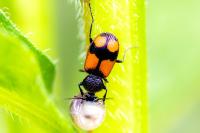 Panagaeus cruxmajor