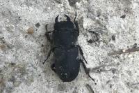 Dorcus parallelipipedus