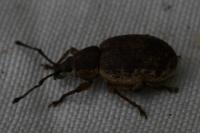 Peritelus sphaeroides