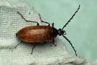 Pseudocistela ceramboides