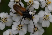 Pseudovadonia livida