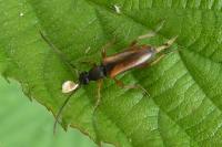 Alosterna tabacicolor