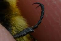Trichius gallicus