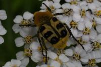 Trichius gallicus