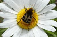 Trichius