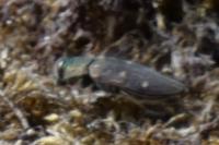 Chrysobothris affinis