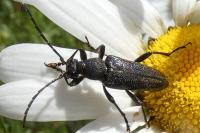 Stictoleptura scutellata