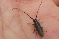 Agapanthia cardui