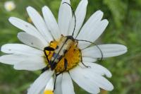 Rutpela maculata