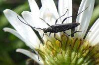 Rutpela nigra