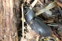 Dorcus parallelipipedus