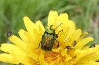 Cryptocephalus