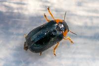 Smaragdina aurita