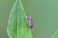 Peritelus sphaeroides