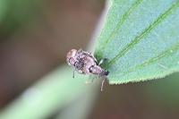 Peritelus sphaeroides